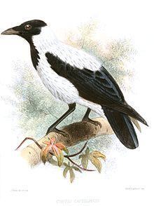 Mesopotamian crow httpsuploadwikimediaorgwikipediacommonsthu