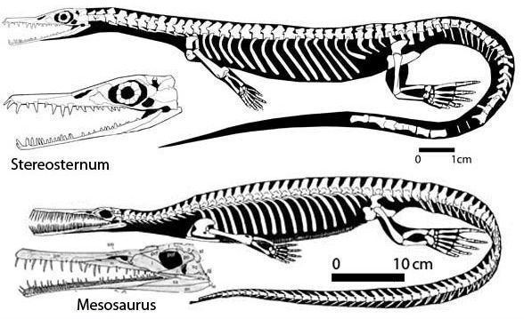 Mesosaur Palaeos Vertebrates Anapsida Mesosauridae