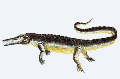 Mesosaurus Mesosaurus Facts information about the extinct prehistoric animal