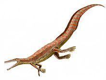 Mesosaurus httpsuploadwikimediaorgwikipediacommonsthu