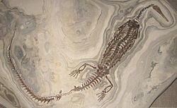 Mesosaurus Mesosaurus Wikipedia