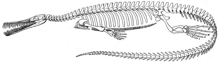 Mesosaurus Mesosaurus tenuidens