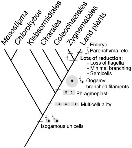 Mesostigma - Alchetron, The Free Social Encyclopedia