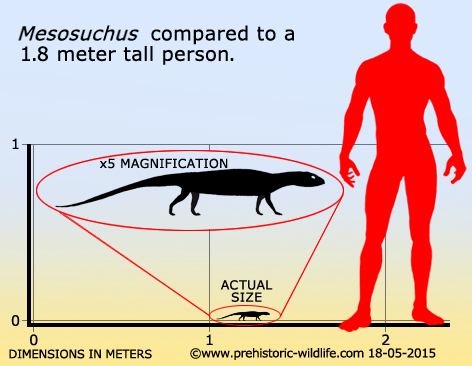 Mesosuchus wwwprehistoricwildlifecomimagesspeciesmmeso