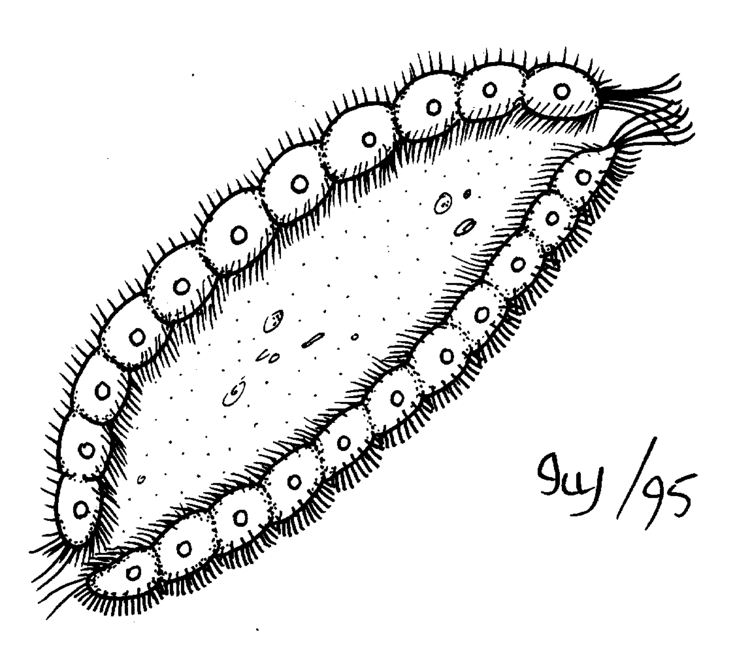 Mesozoa BIODIDAC Animalia Mesozoa Salinella meso001bgif
