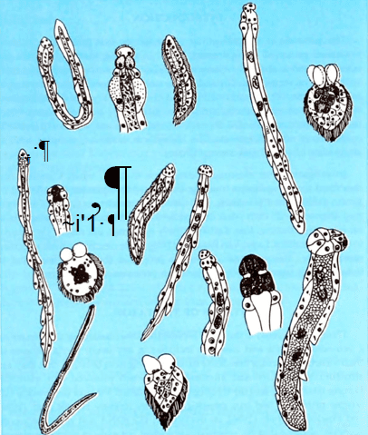 Mesozoa Mesozoa India Indpaedia