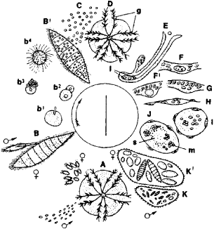Mesozoa Mesozoa Article about Mesozoa by The Free Dictionary