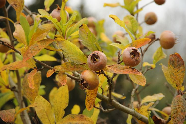 Mespilus canescens httpsc1staticflickrcom54154519738842337d5