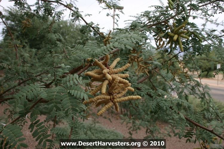 Mesquite Desert Harvesters Appreciating the Native Foods of the Southwest