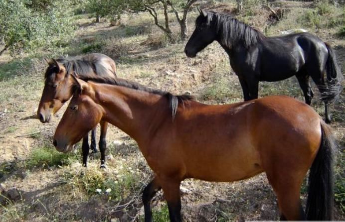 Messara horse Messara Horse Info Origin History Pictures Horse Breeds