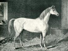 Messenger (horse) httpsuploadwikimediaorgwikipediacommonsthu