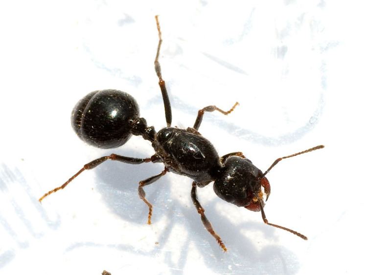 Messor Ants Kalytta Buy ants at our Ant Shop Africa