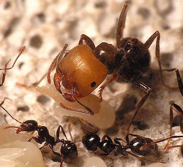 Messor Messor barbarus FS Myrm39s Ant Nest