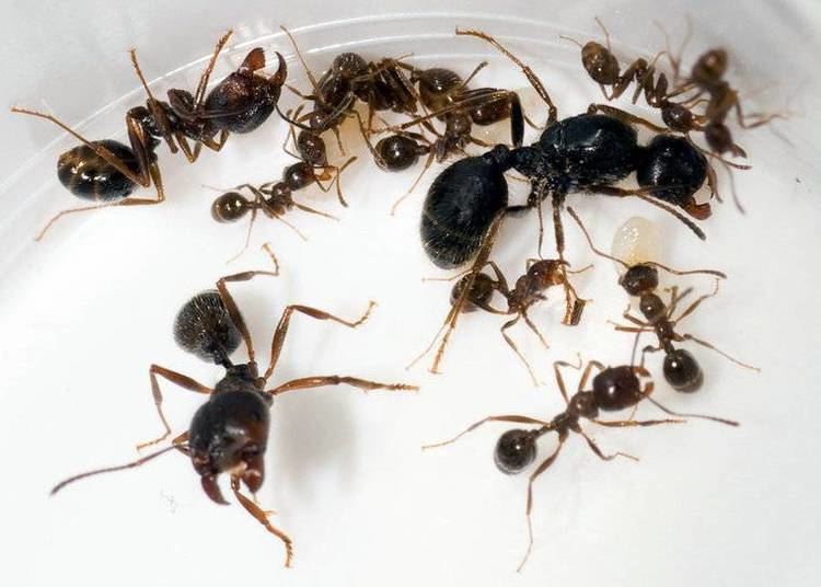 Messor Messor barbarus colony queen and 14 workers Ant39s Kingdom