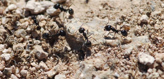 Messor pergandei Ant of the Week Messor pergandei Wild About Ants
