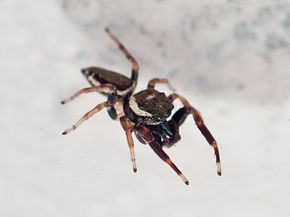 Messua (spider) httpsuploadwikimediaorgwikipediacommonsthu