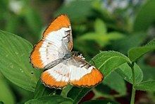 Mestra (butterfly) httpsuploadwikimediaorgwikipediacommonsthu