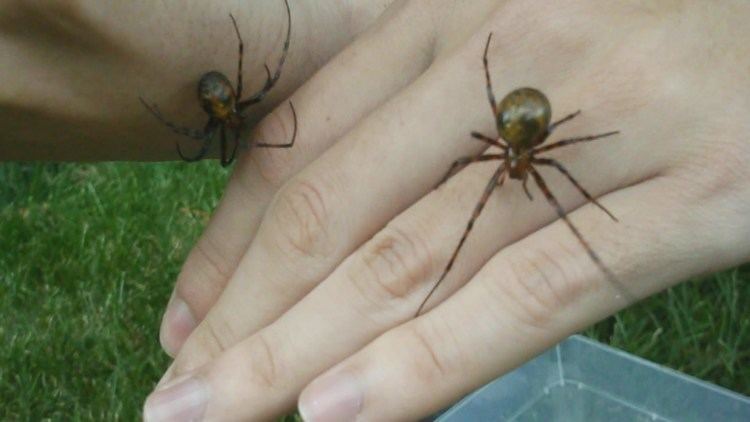 Meta menardi Creepy den of Cave spiders cocoons slings handling without fear