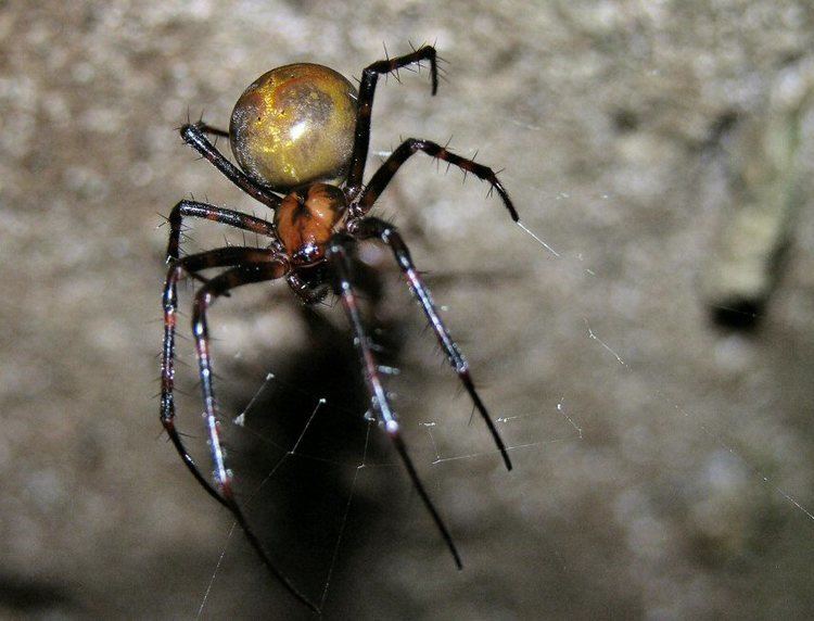 Meta menardi Metidae Orb stretch spiders