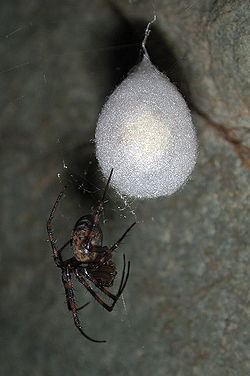 Meta (spider) httpsuploadwikimediaorgwikipediacommonsthu