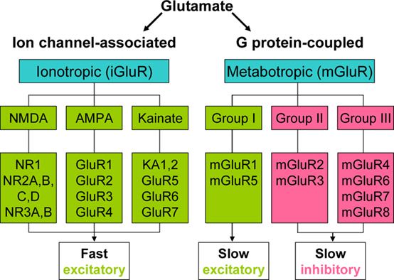Metabotropic glutamate receptor Frontiers Metabotropic Glutamate Receptors as Novel Therapeutic