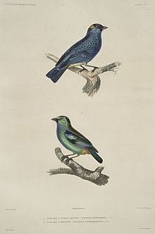 Metallic-green tanager httpsuploadwikimediaorgwikipediacommonsthu
