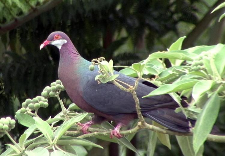 Metallic pigeon Metallic Pigeon Columba vitiensis videos photos and sound