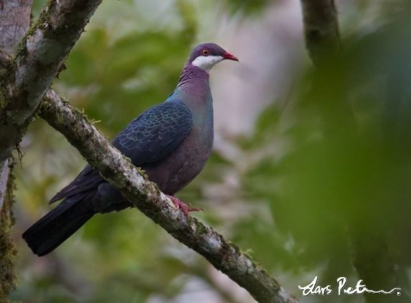 Metallic pigeon Metallic Pigeon West Papua New Guinea Bird images from foreign