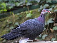Metallic pigeon httpsuploadwikimediaorgwikipediacommonsthu
