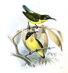 Metallic-winged sunbird httpsuploadwikimediaorgwikipediacommonsthu