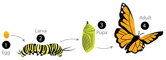 Metamorphosis Complete Metamorphosis ASU Ask A Biologist