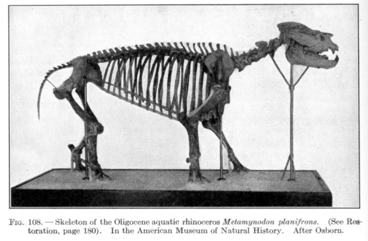 Metamynodon Dinosaur Skeletal Reconstruction Prehistoric Animal Bones
