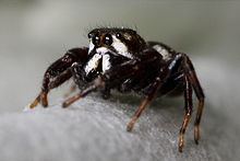 Metaphidippus manni httpsuploadwikimediaorgwikipediacommonsthu