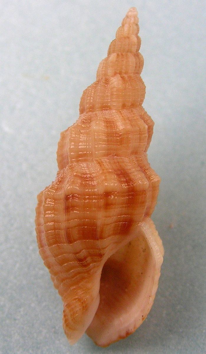 Metaphos (gastropod)