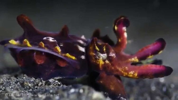 Metasepia pfefferi Flamboyant cuttlefish Metasepia pfefferi YouTube