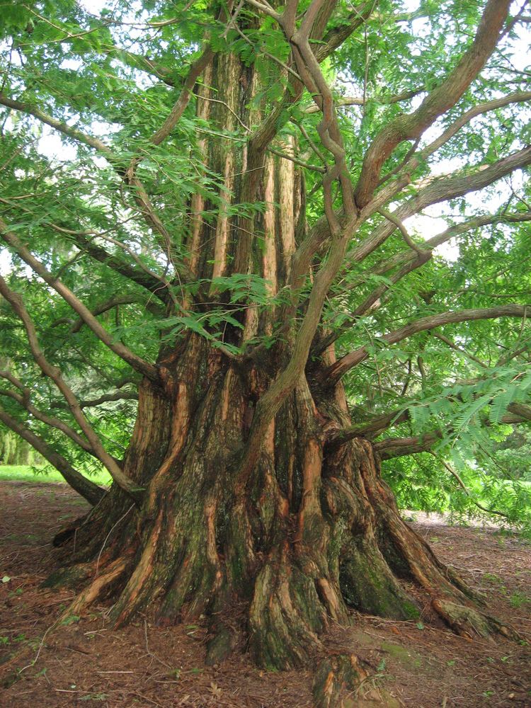 Metasequoia Metasequoia glyptostroboides PLANT ID VANCITY