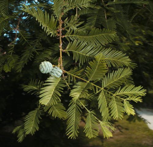 Metasequoia glyptostroboides Metasequoia glyptostroboides Dawn Redwood Plant Database