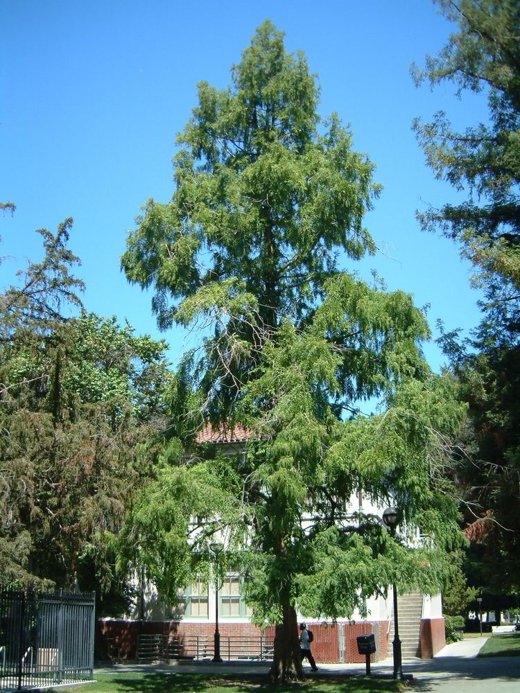 Metasequoia glyptostroboides httpsuploadwikimediaorgwikipediaencc4SJS