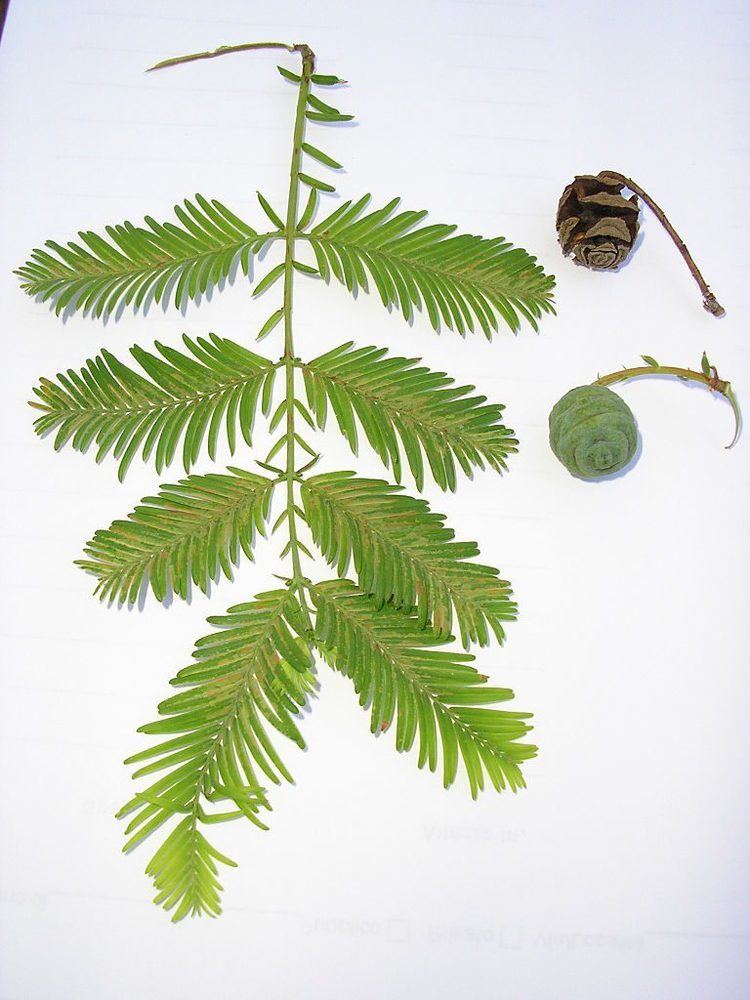 genus metasequoia