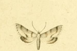 Metasia corsicalis