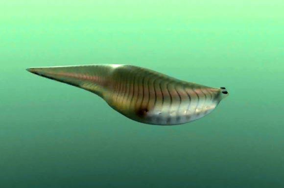 Metaspriggina 505MillionYearOld Fish Fossils Shed Light on Origin of Jaws