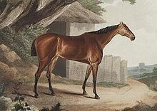 Meteora (horse) httpsuploadwikimediaorgwikipediacommonsthu