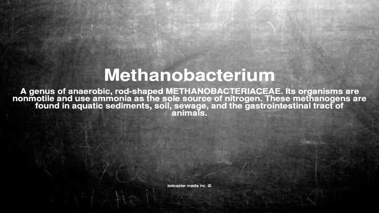 Methanobacteria Medical vocabulary What does Methanobacterium mean YouTube