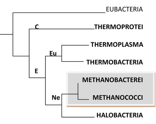 Methanobacteria METHANOBACTERIA