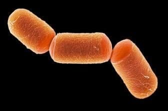 Archaea Definition, Characteristics And Examples