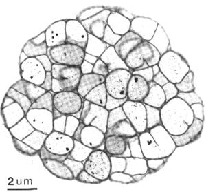 A methanogen cell
