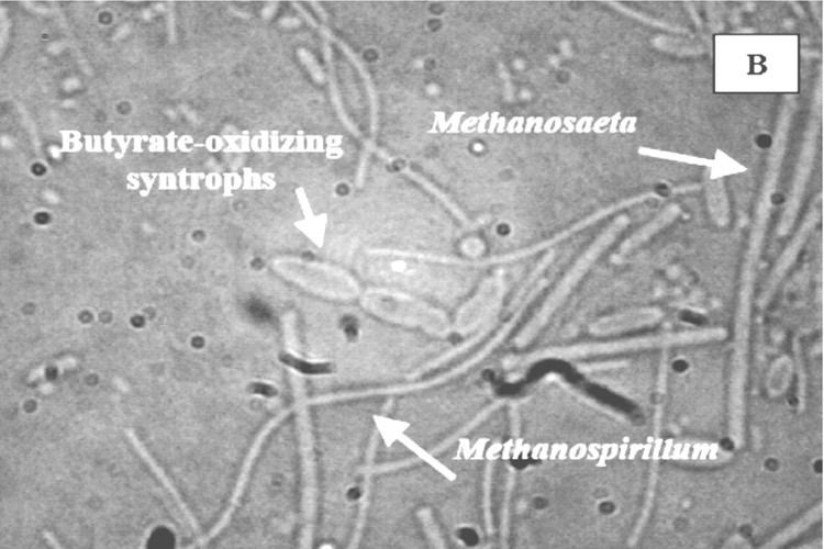 Methanosaeta SyntrophicMethanogenic Associations along a Nutrient Gradient in