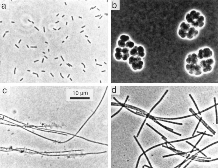 Methanosaeta Diversity and Structure of the Methanogenic Community in Anoxic Rice