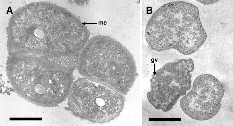 Methanosarcina acetivorans The Methanosarcina barkeri Genome Comparative Analysis with