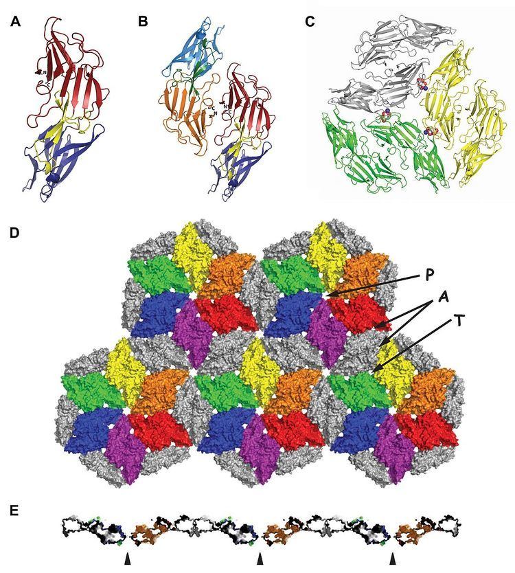 Methanosarcinales S-layer Tile Protein